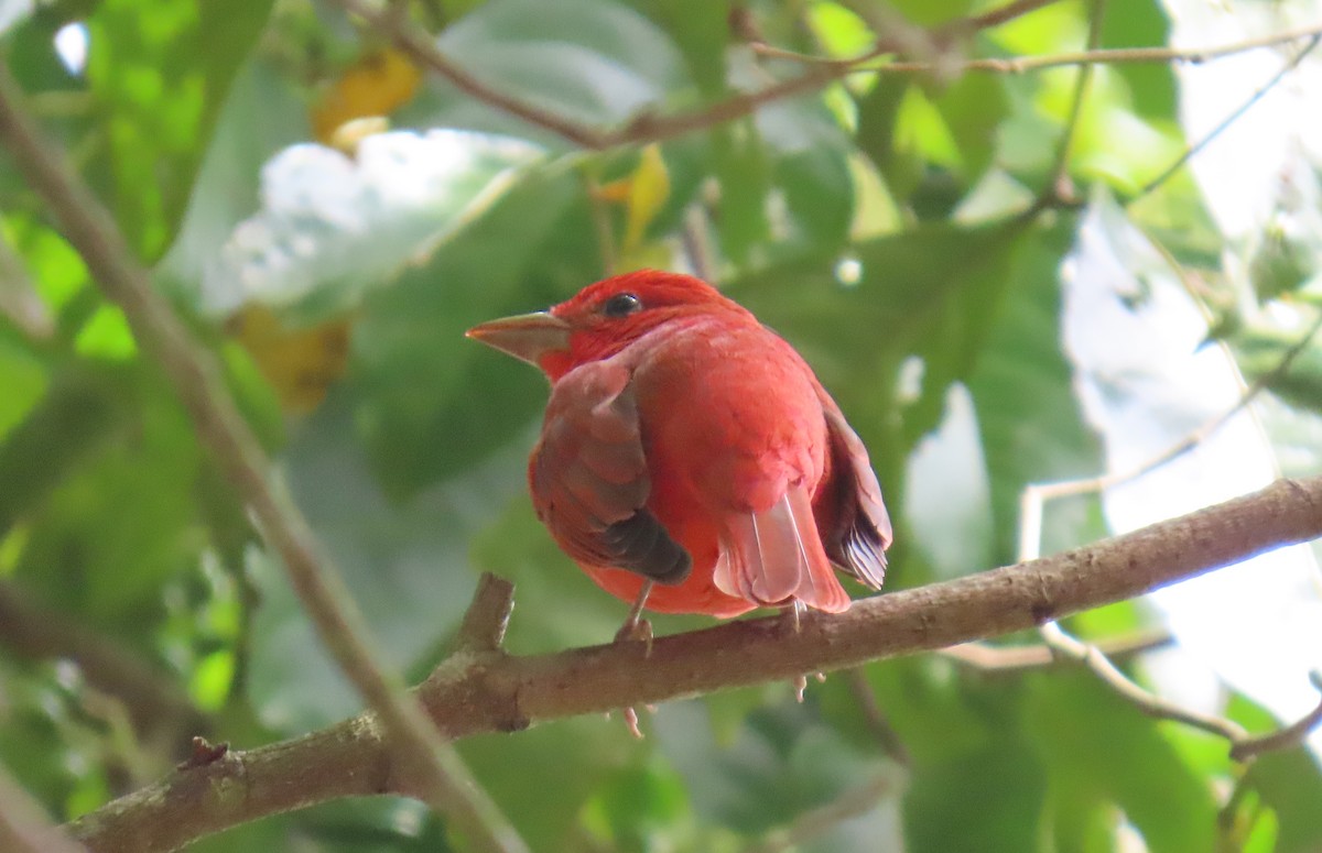 Summer Tanager - ML631185722