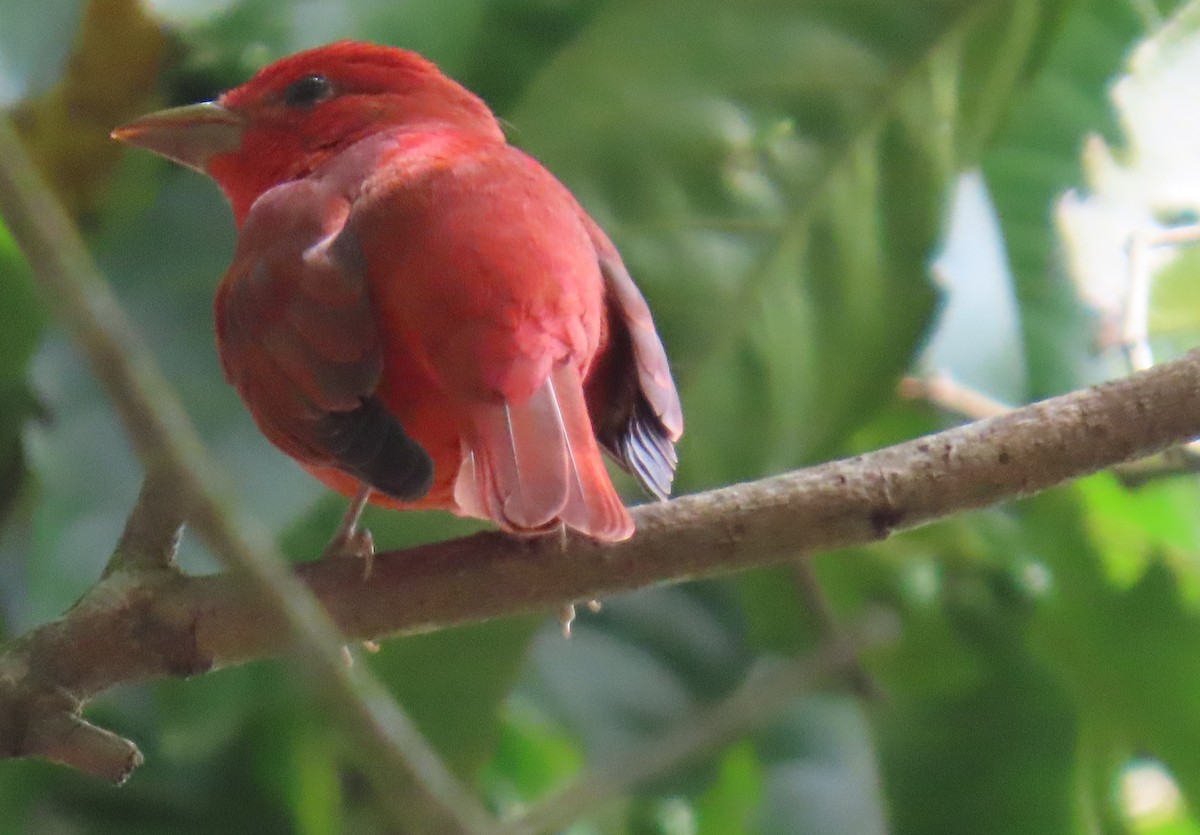 Summer Tanager - ML631185723