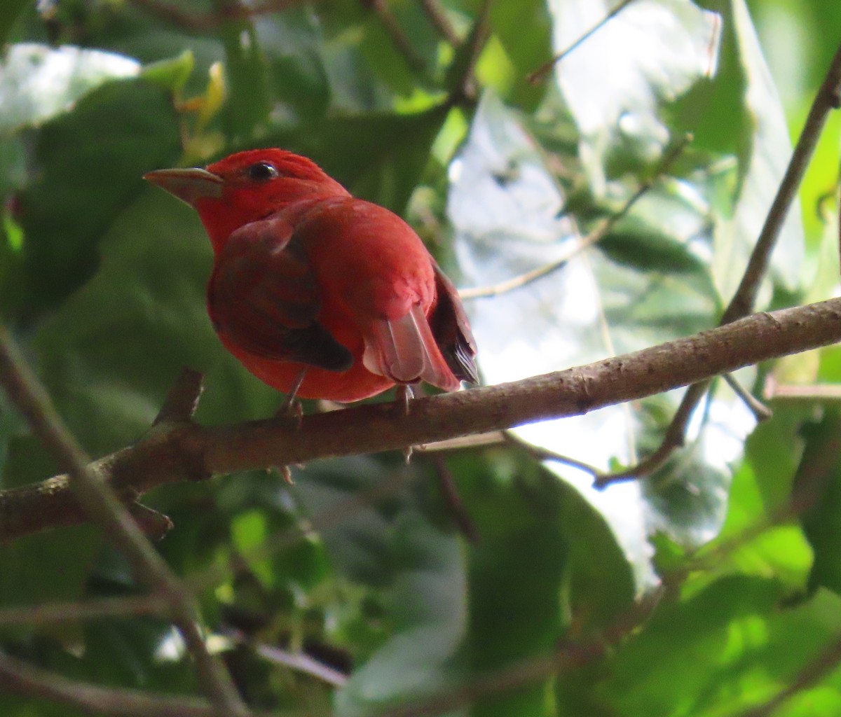 Summer Tanager - ML631185724