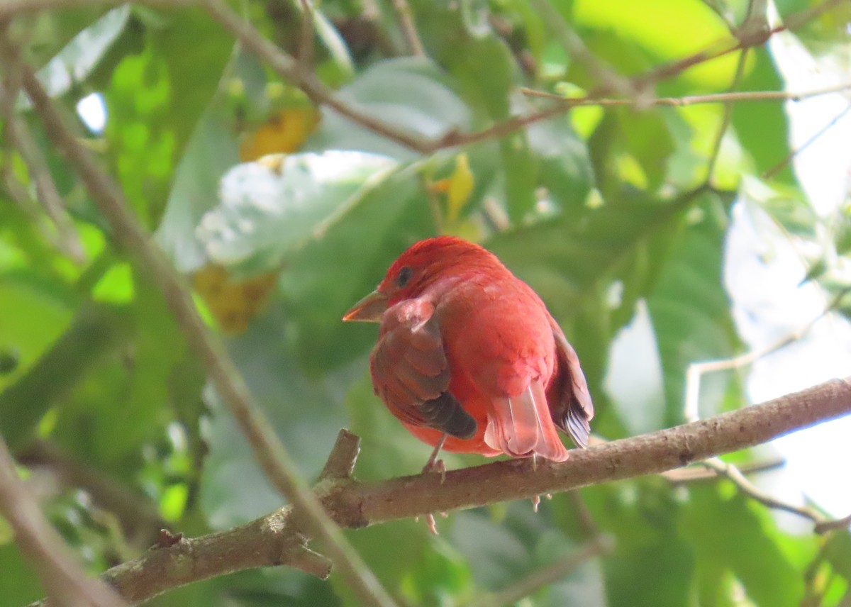 Summer Tanager - ML631185726