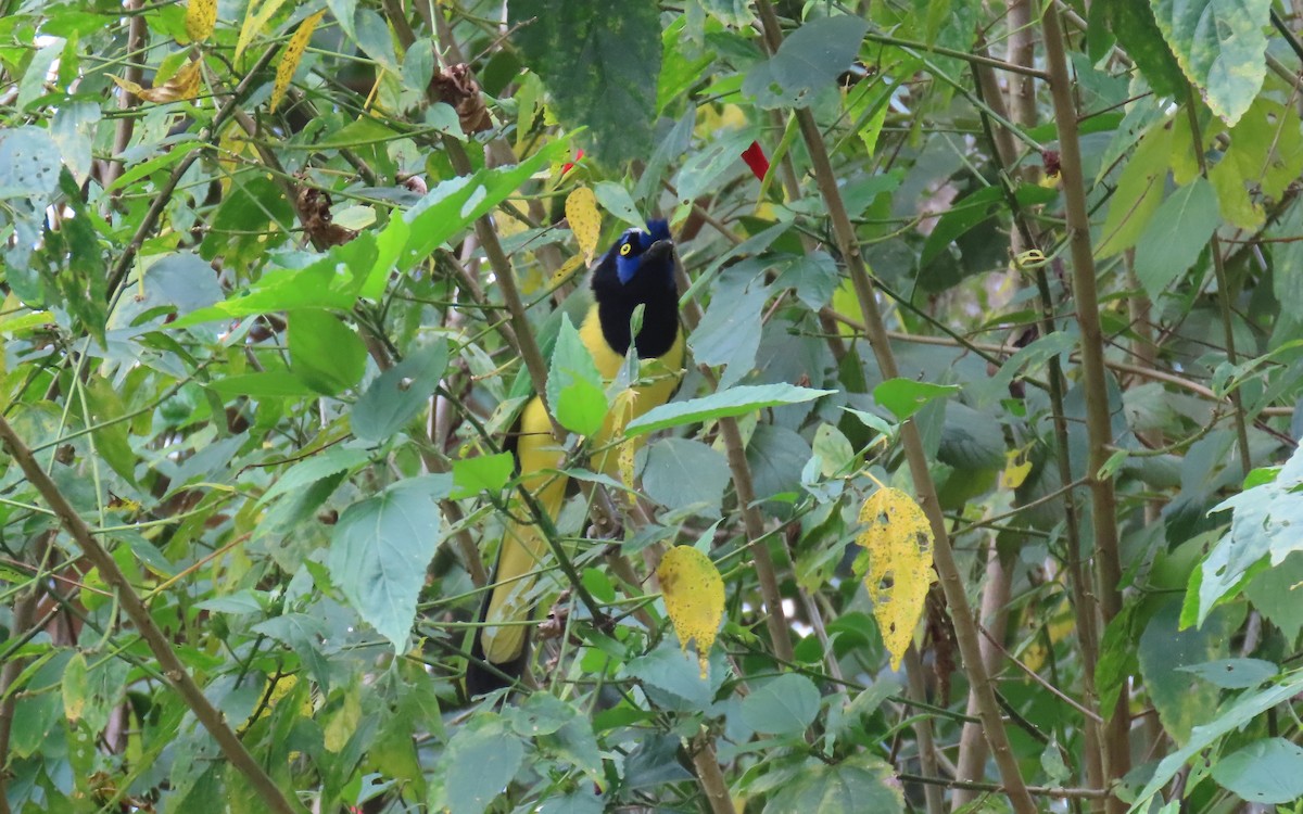 Green Jay - ML631185738