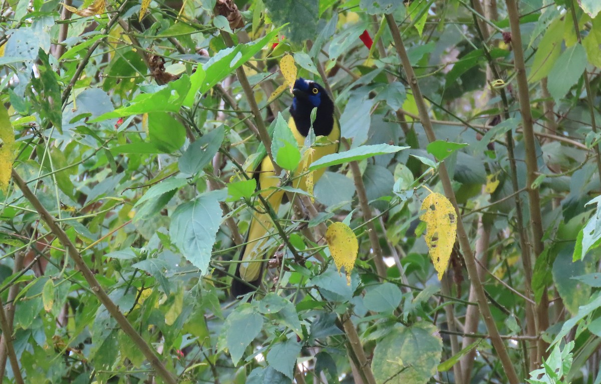 Green Jay - ML631185739