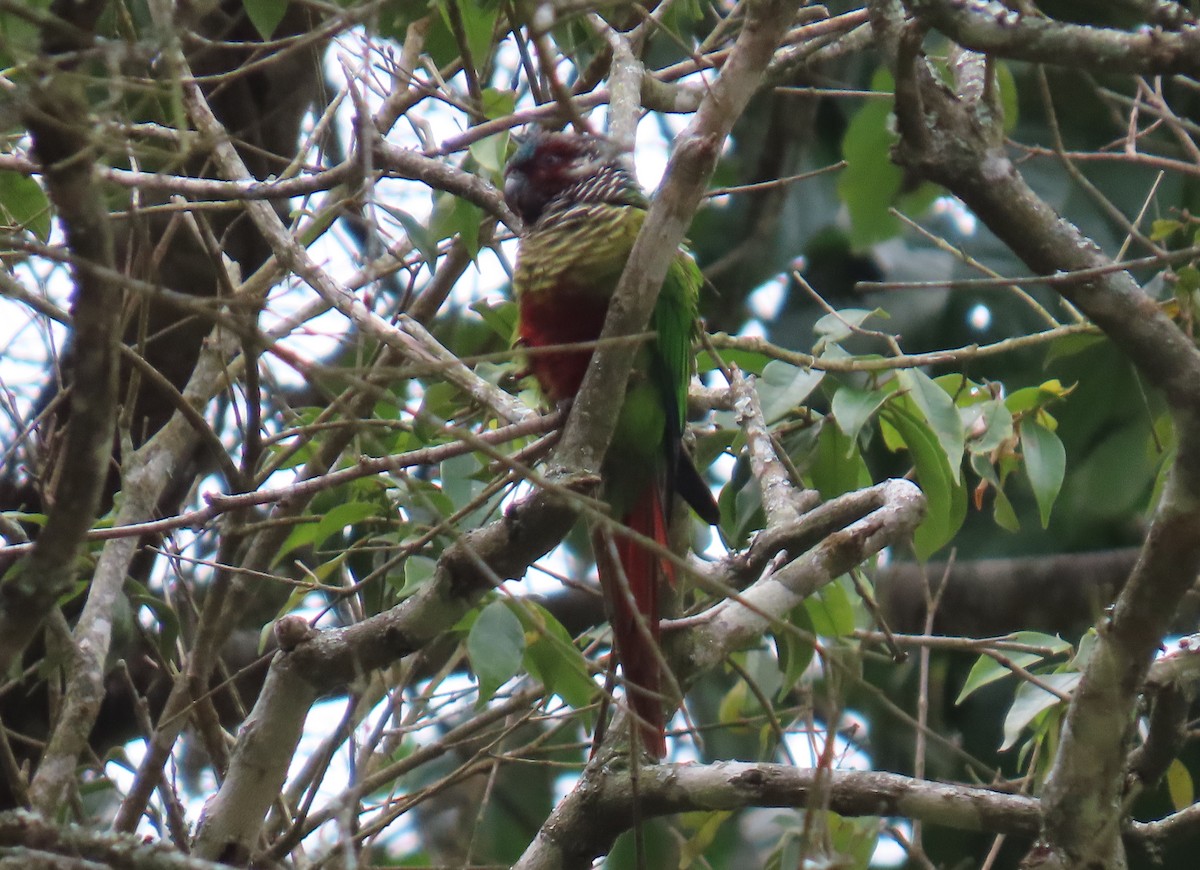 Painted Parakeet - ML631185750