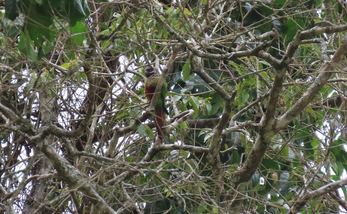 Painted Parakeet - ML631185751
