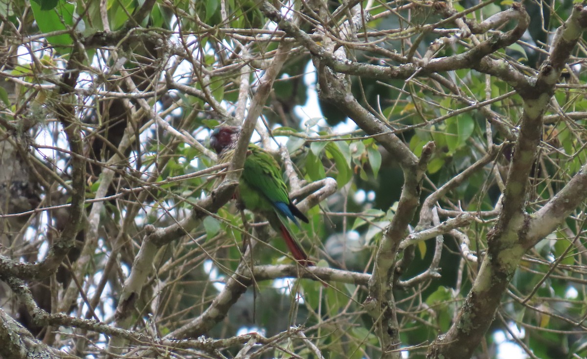 Painted Parakeet - ML631185752