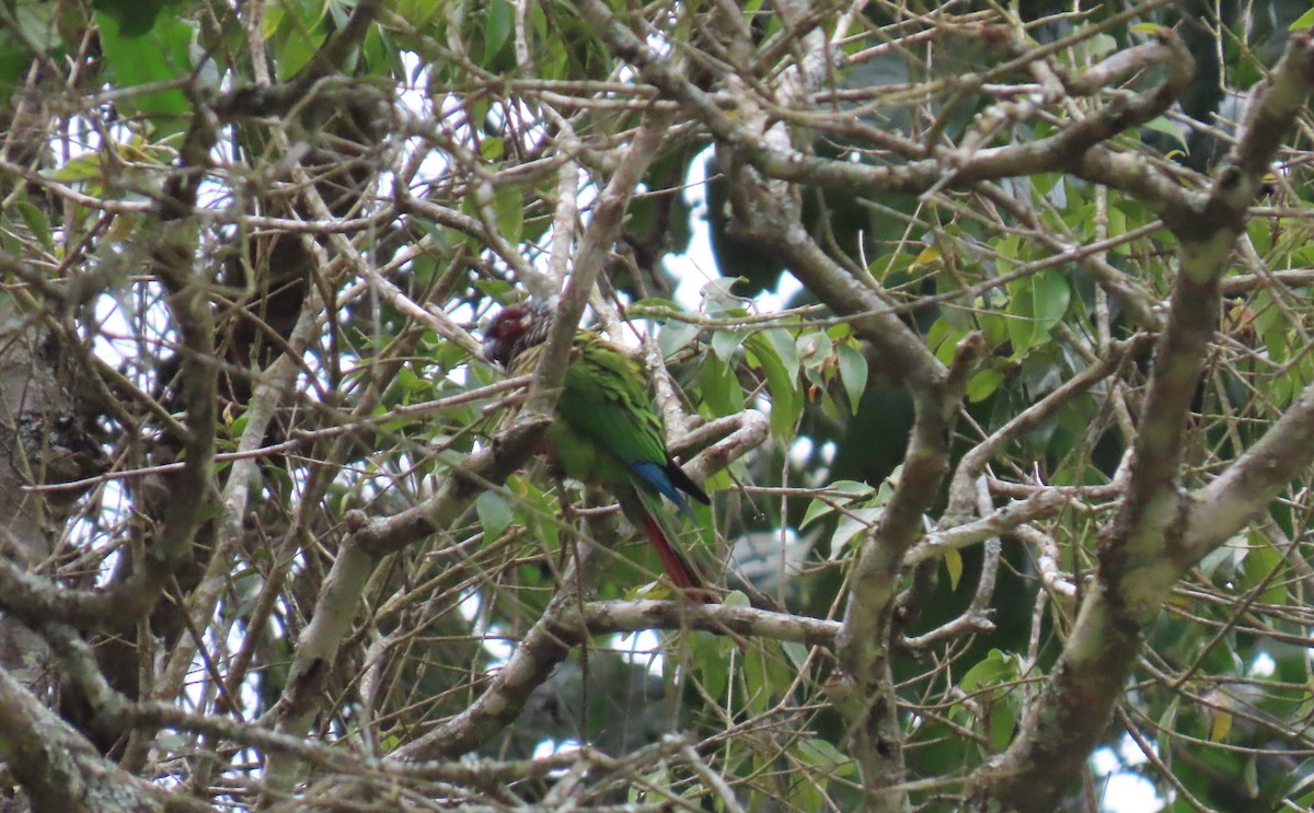 Painted Parakeet - ML631185753