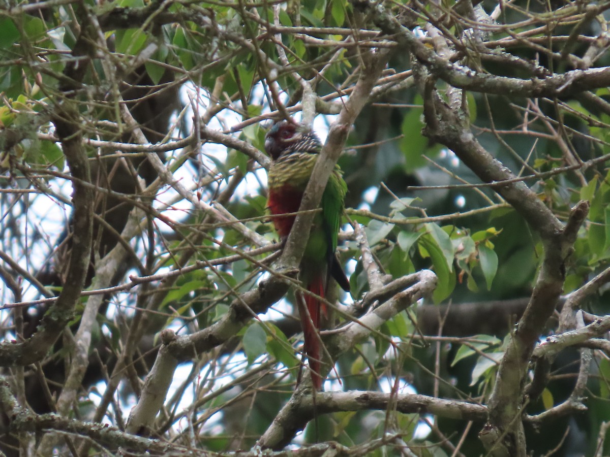 Painted Parakeet - ML631185754