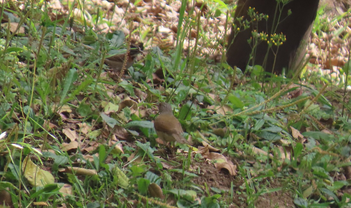 Pale-breasted Thrush - ML631185763