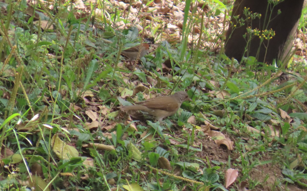 Pale-breasted Thrush - ML631185764
