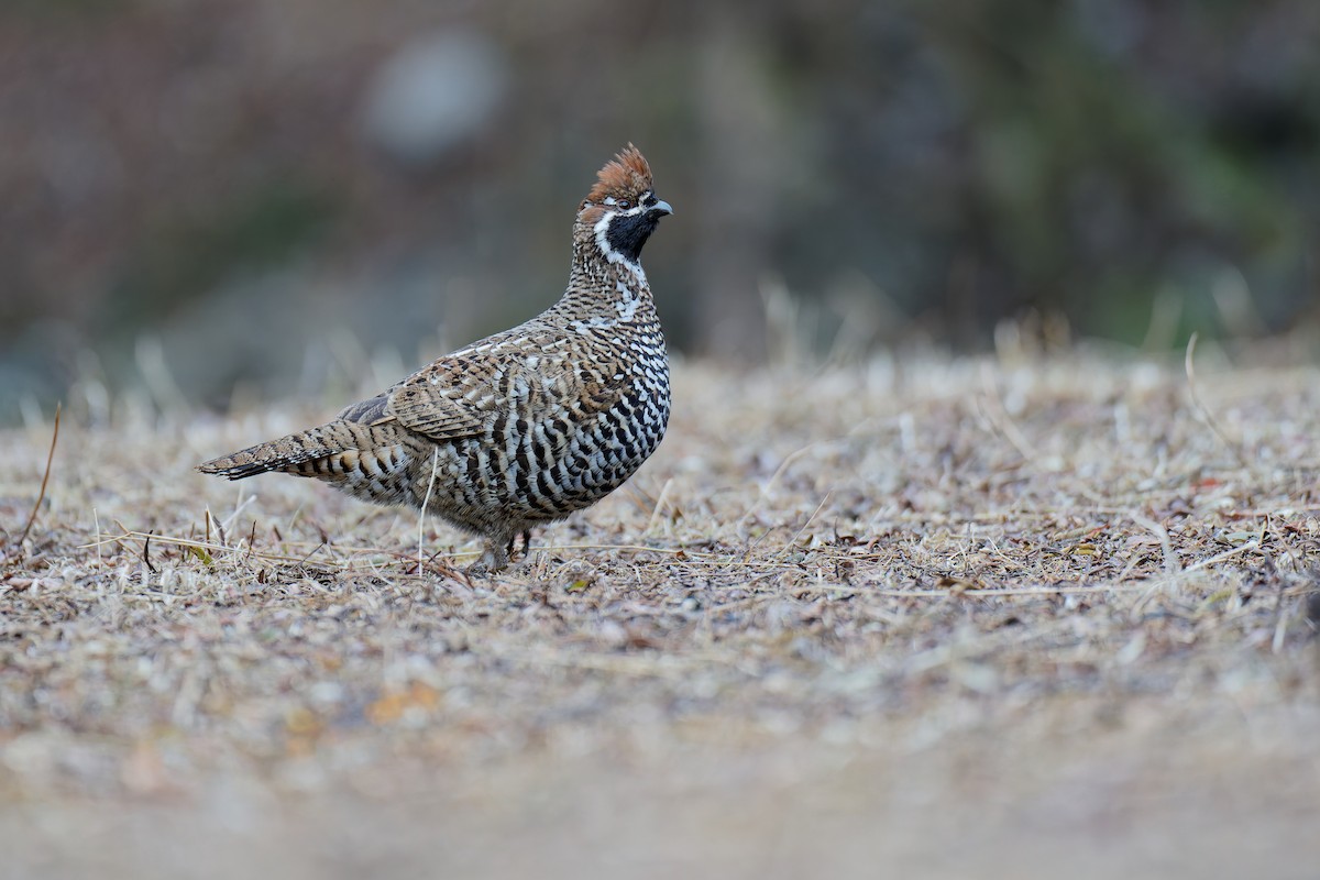 Chinese Grouse - ML631185805