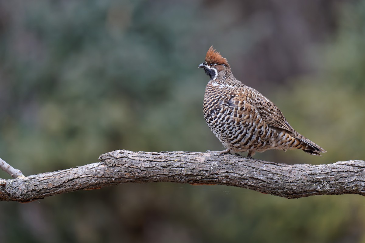 Chinese Grouse - ML631185818