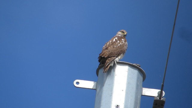 Ferruginous Hawk - ML631185982