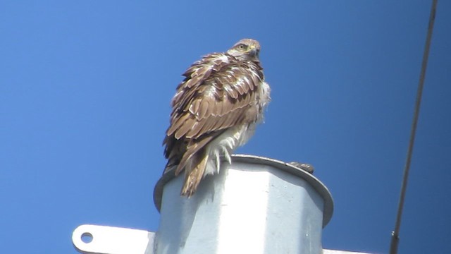 Ferruginous Hawk - ML631186030