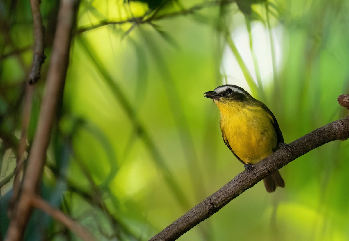 Yellow-bellied Tyrannulet - ML631186033