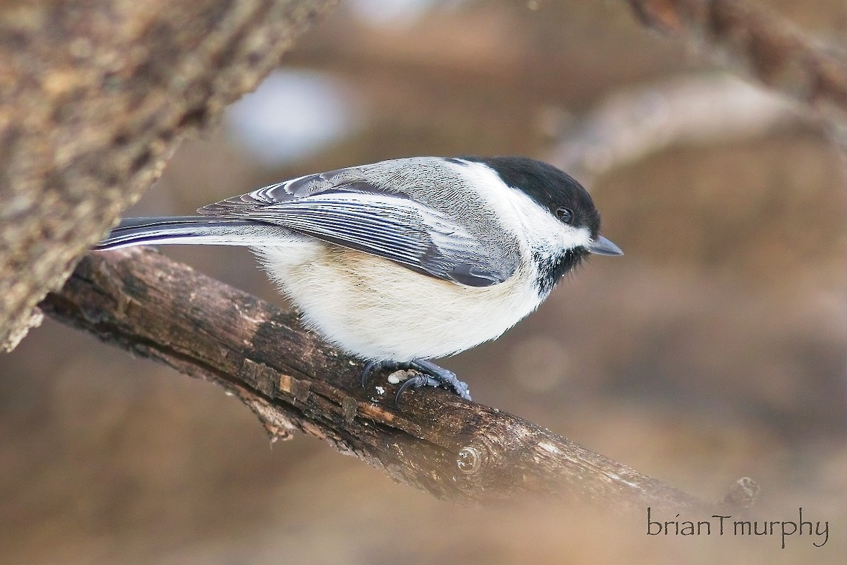 Black-capped Chickadee - ML631186035