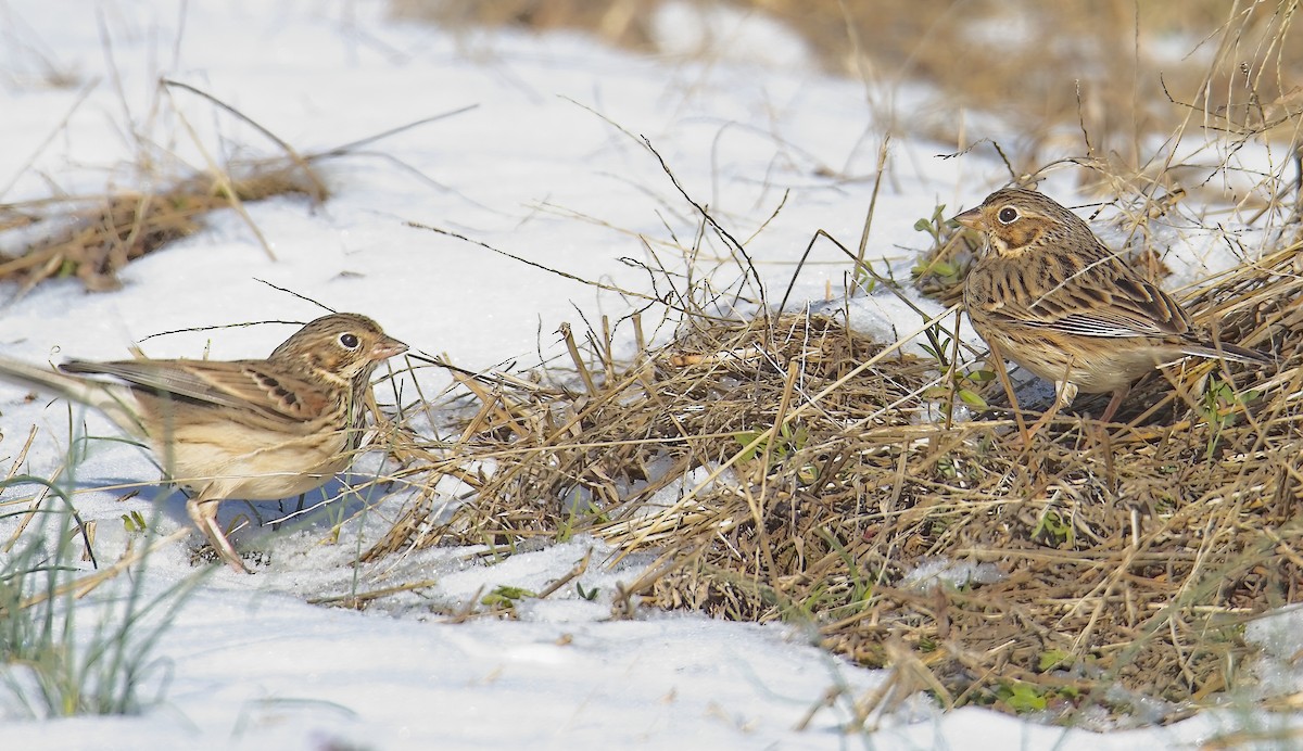 Vesper Sparrow - ML631186100