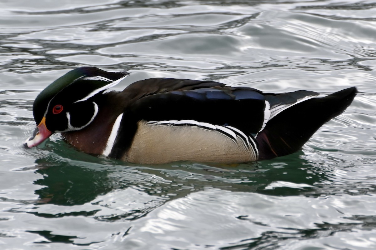 Wood Duck - ML631186113