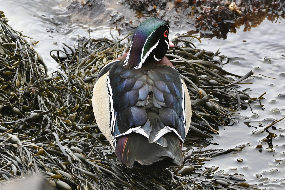 Wood Duck - ML631186114