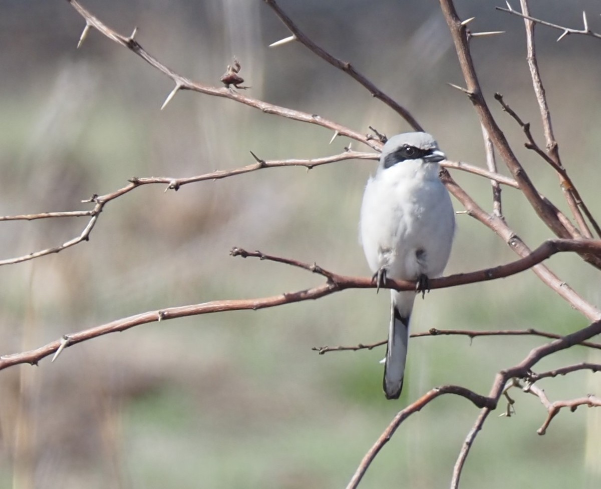 Loggerhead Shrike - ML631186118