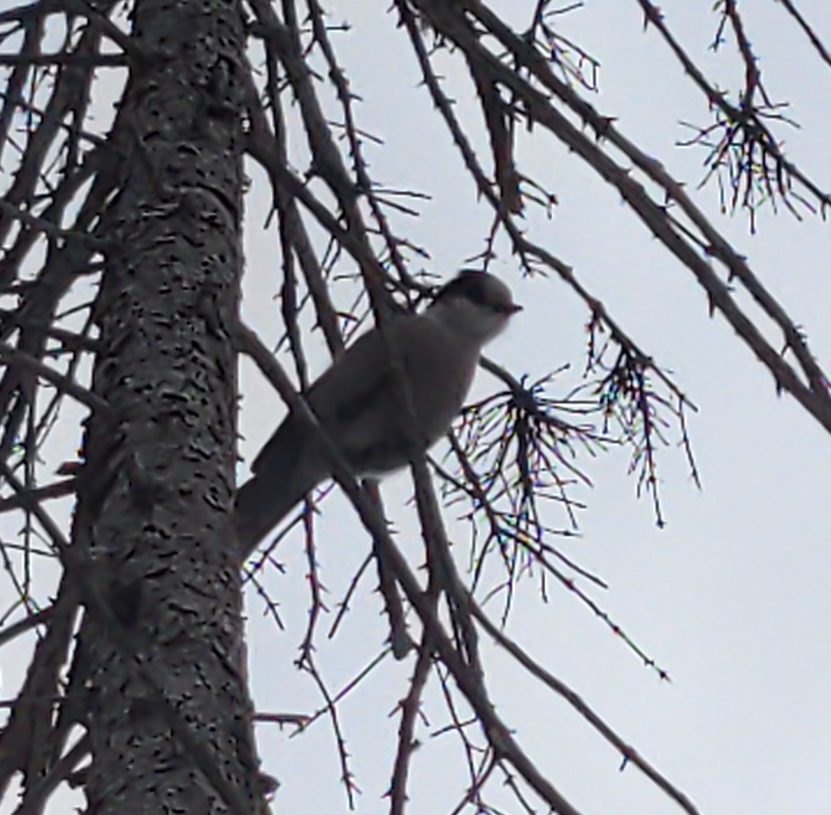 Canada Jay - ML631186134