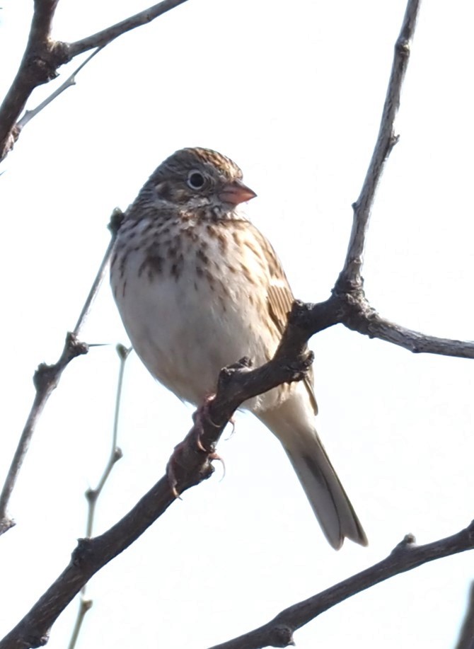 Vesper Sparrow - ML631186150