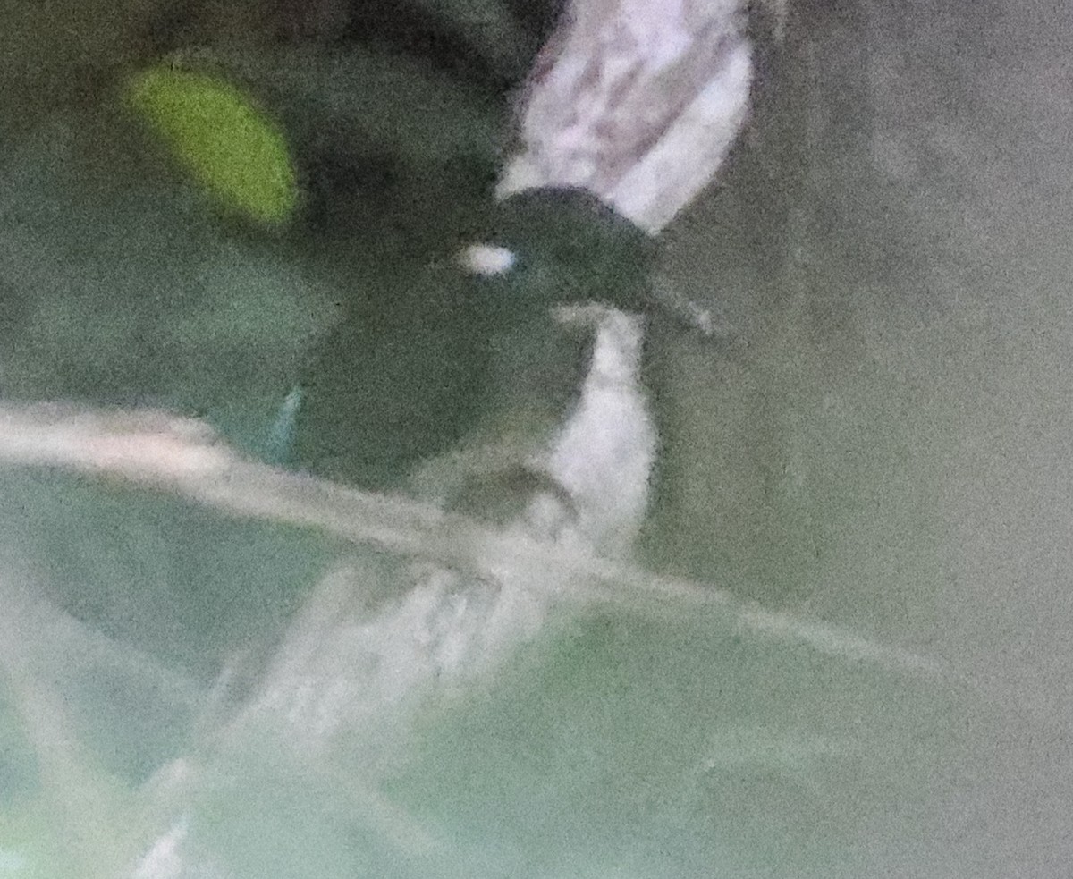 Malaysian Blue-banded Kingfisher - ML631186183