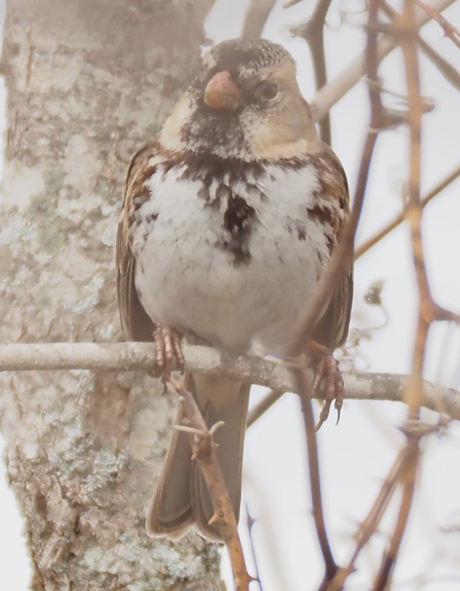 Harris's Sparrow - ML631186189