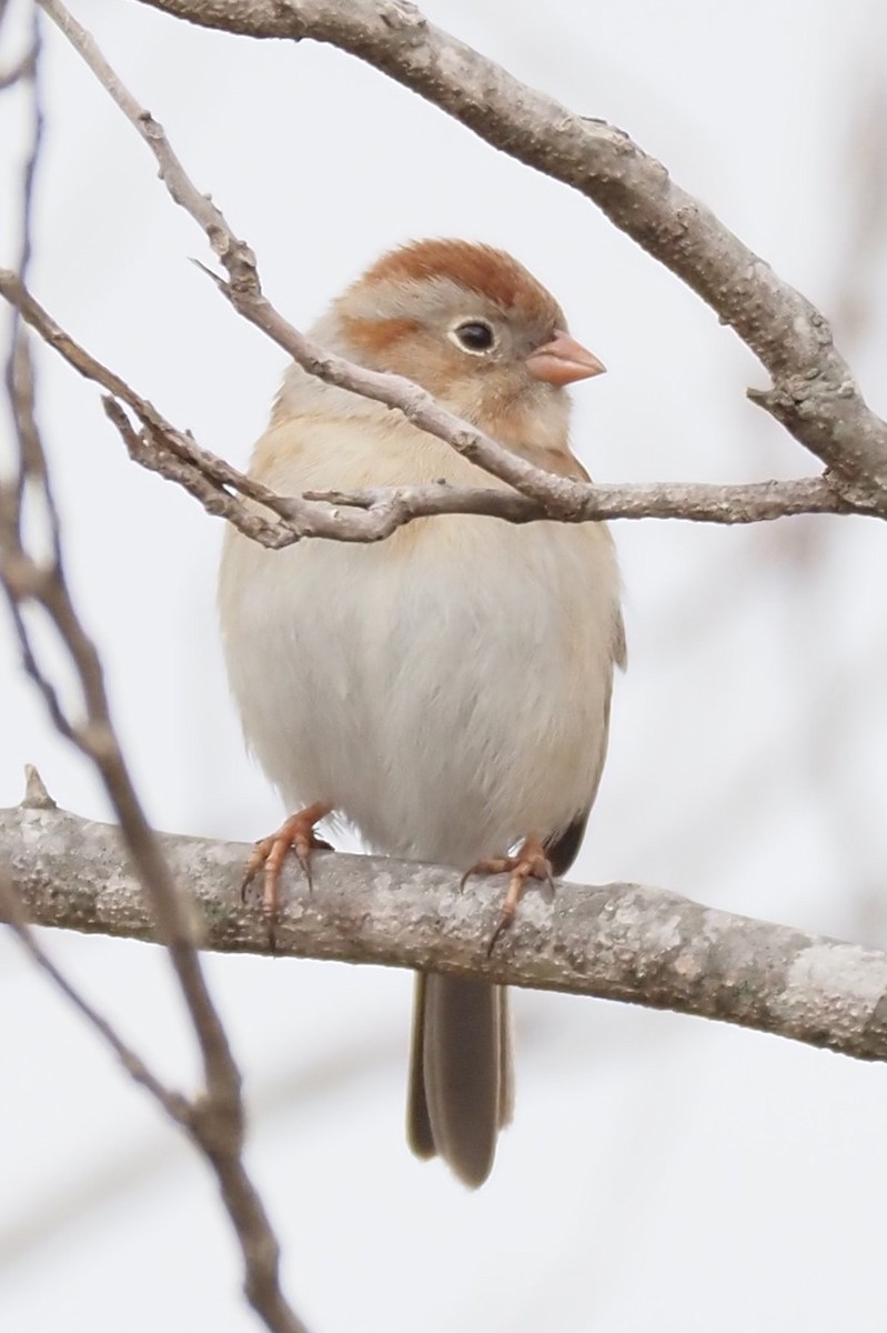 Field Sparrow - ML631186195