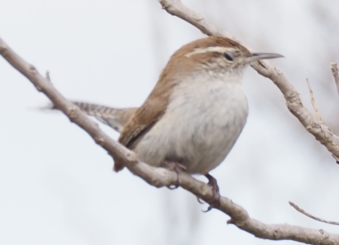 Bewick's Wren - ML631186203