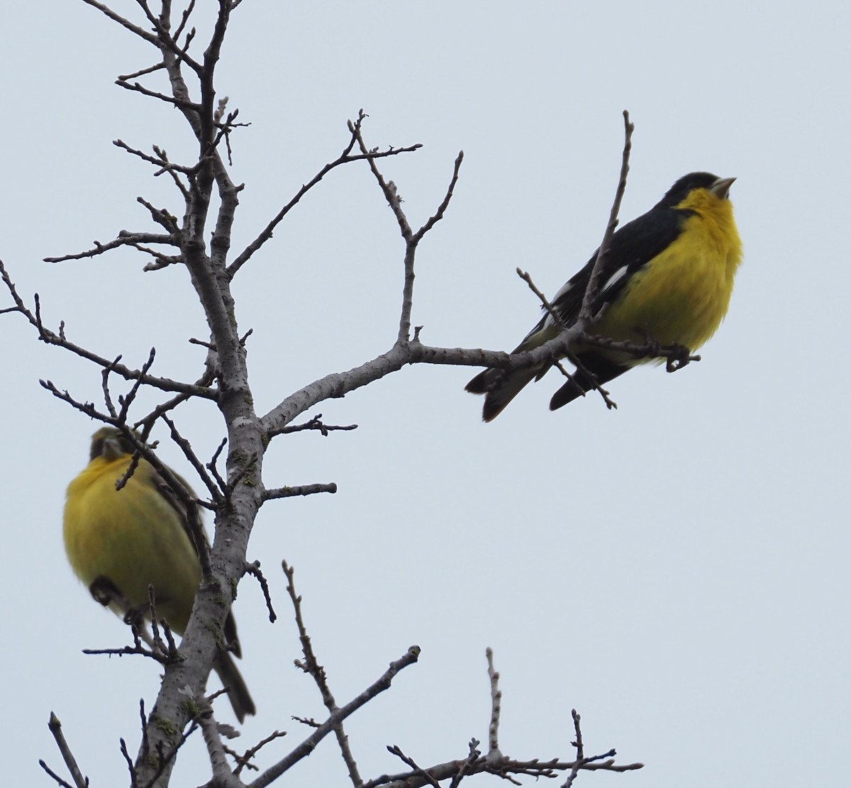 Lesser Goldfinch - ML631186211