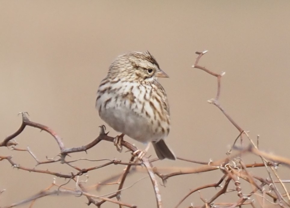 Savannah Sparrow - ML631186225