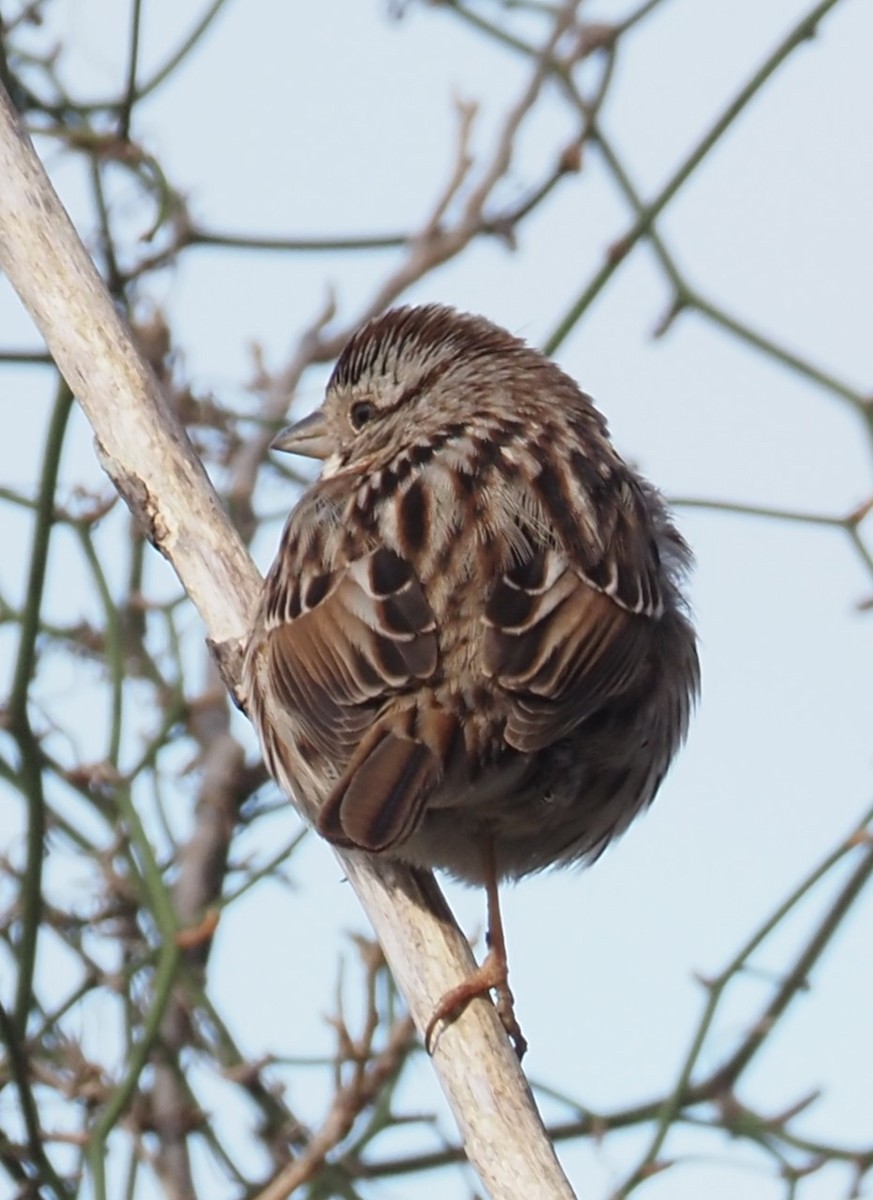 Song Sparrow - ML631186254