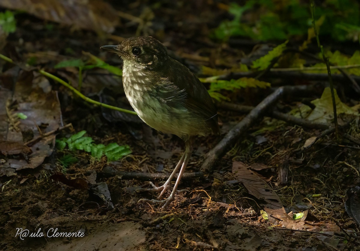 Thrush-like Antpitta - ML631186477