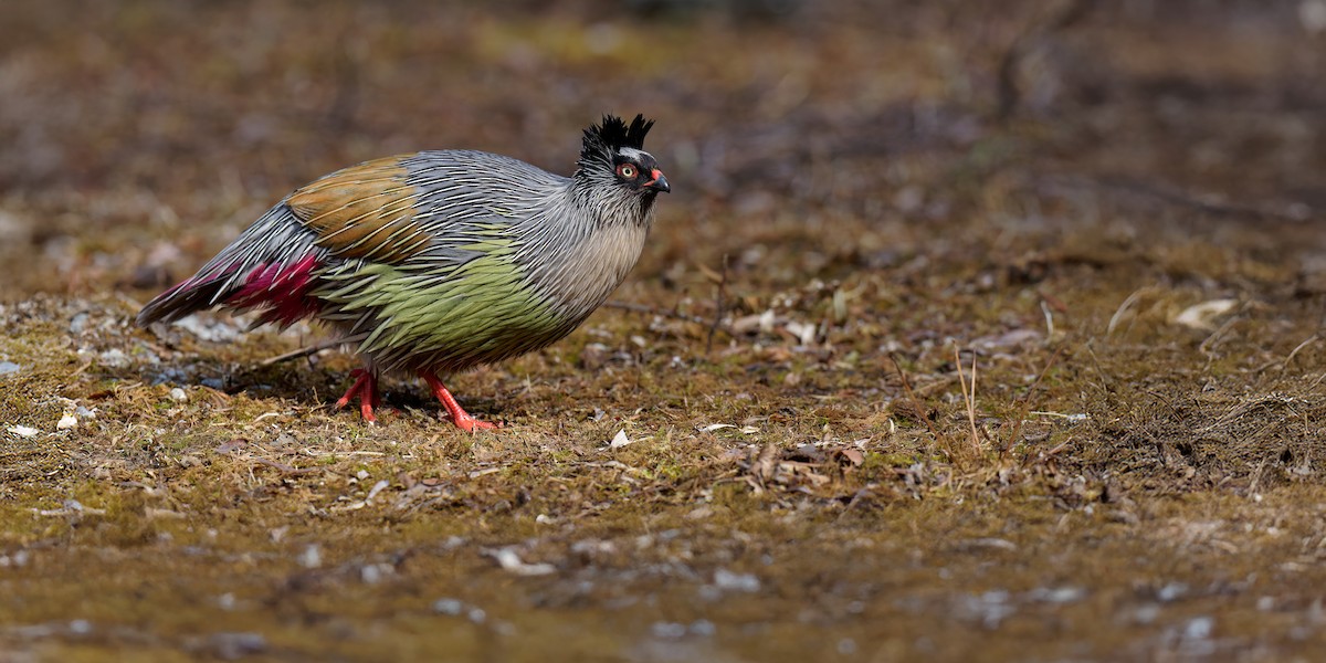 Blood Pheasant - ML631186681