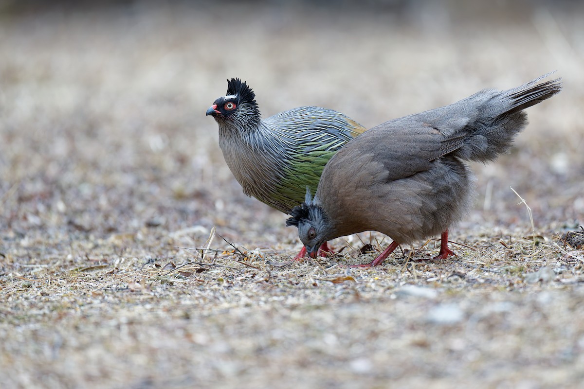 Blood Pheasant - ML631186696