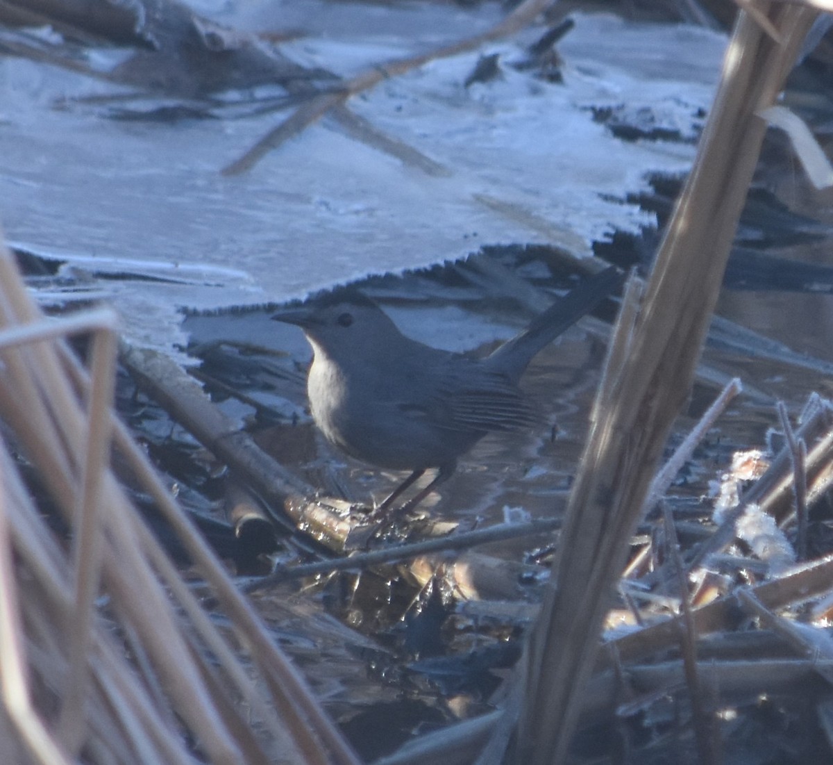 Gray Catbird - ML631186764
