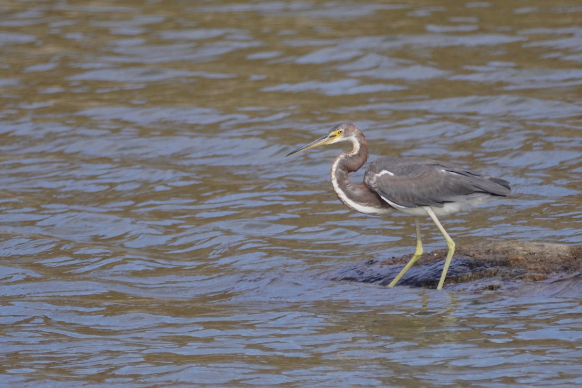 Tricolored Heron - ML631186996