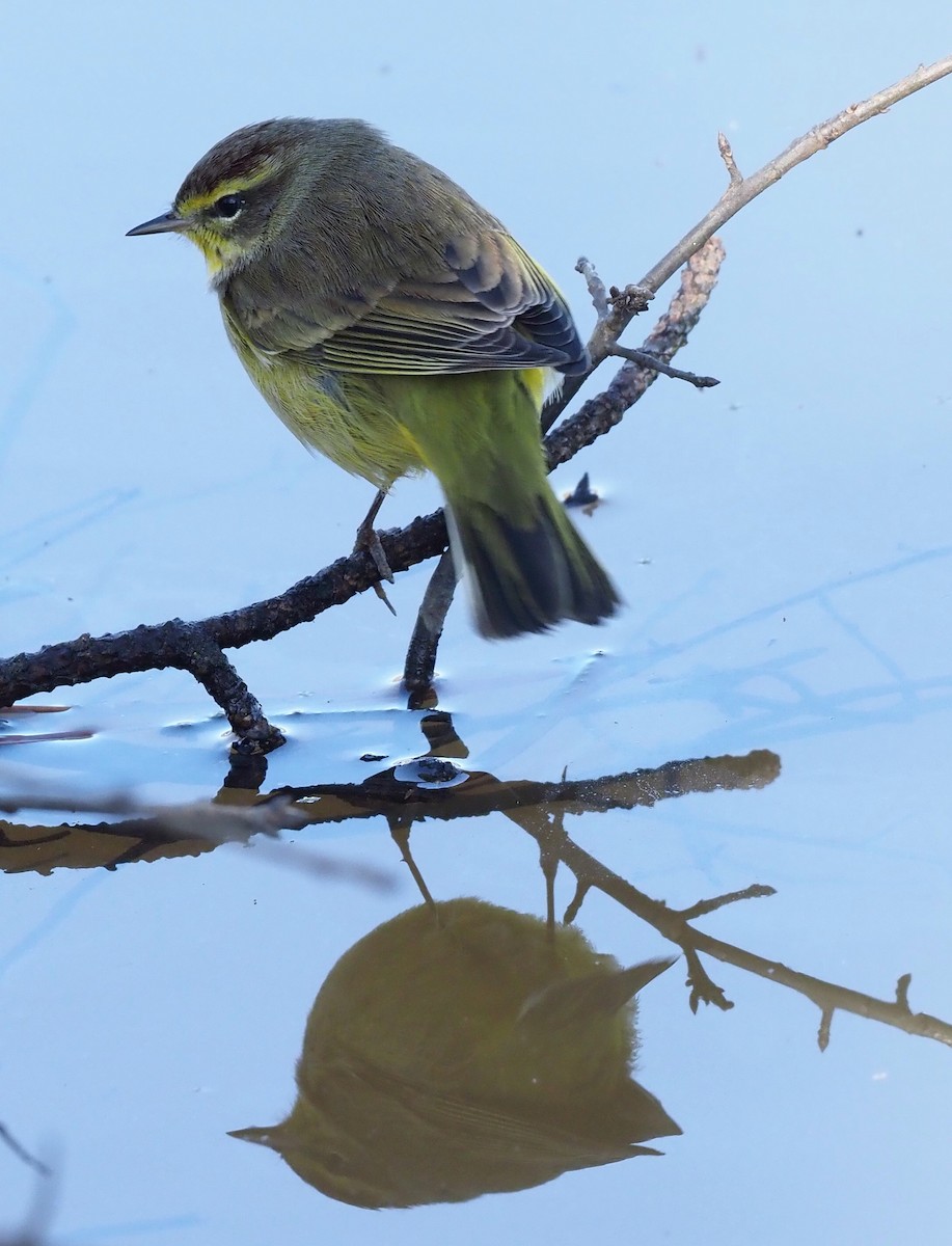 Palm Warbler - ML631187079