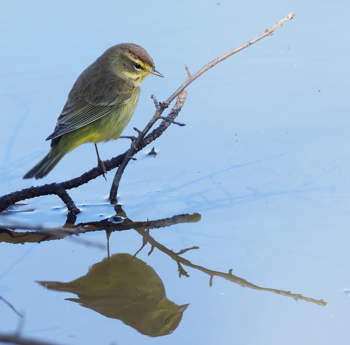Palm Warbler - ML631187080