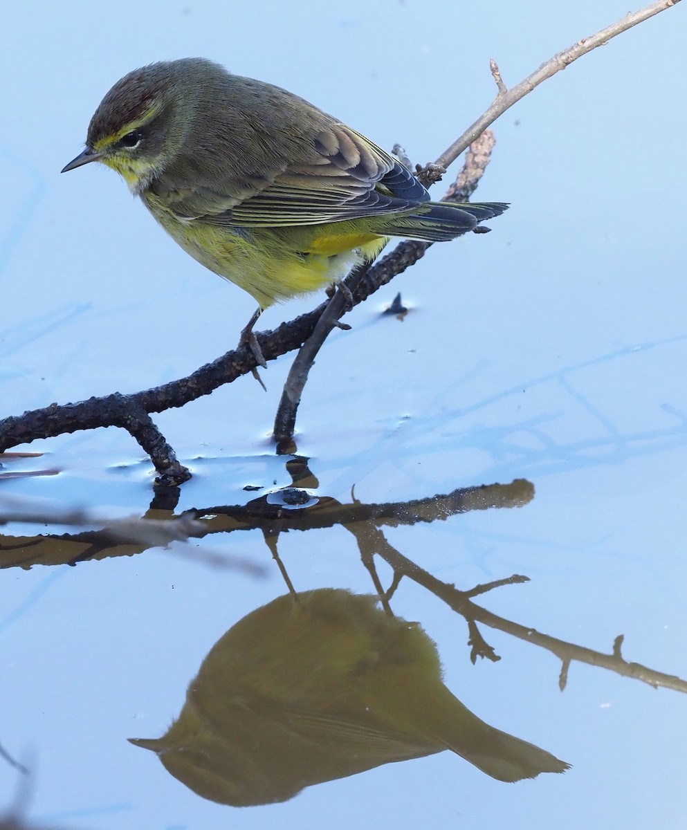Palm Warbler - ML631187081