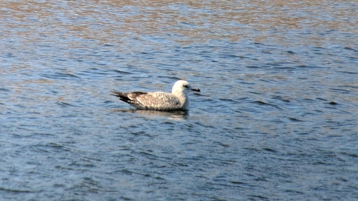 Larus sp. - ML631187300