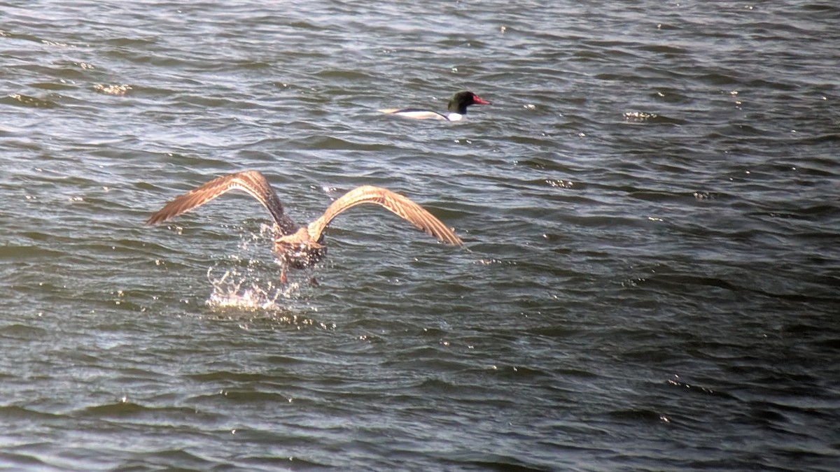 Larus sp. - ML631187337