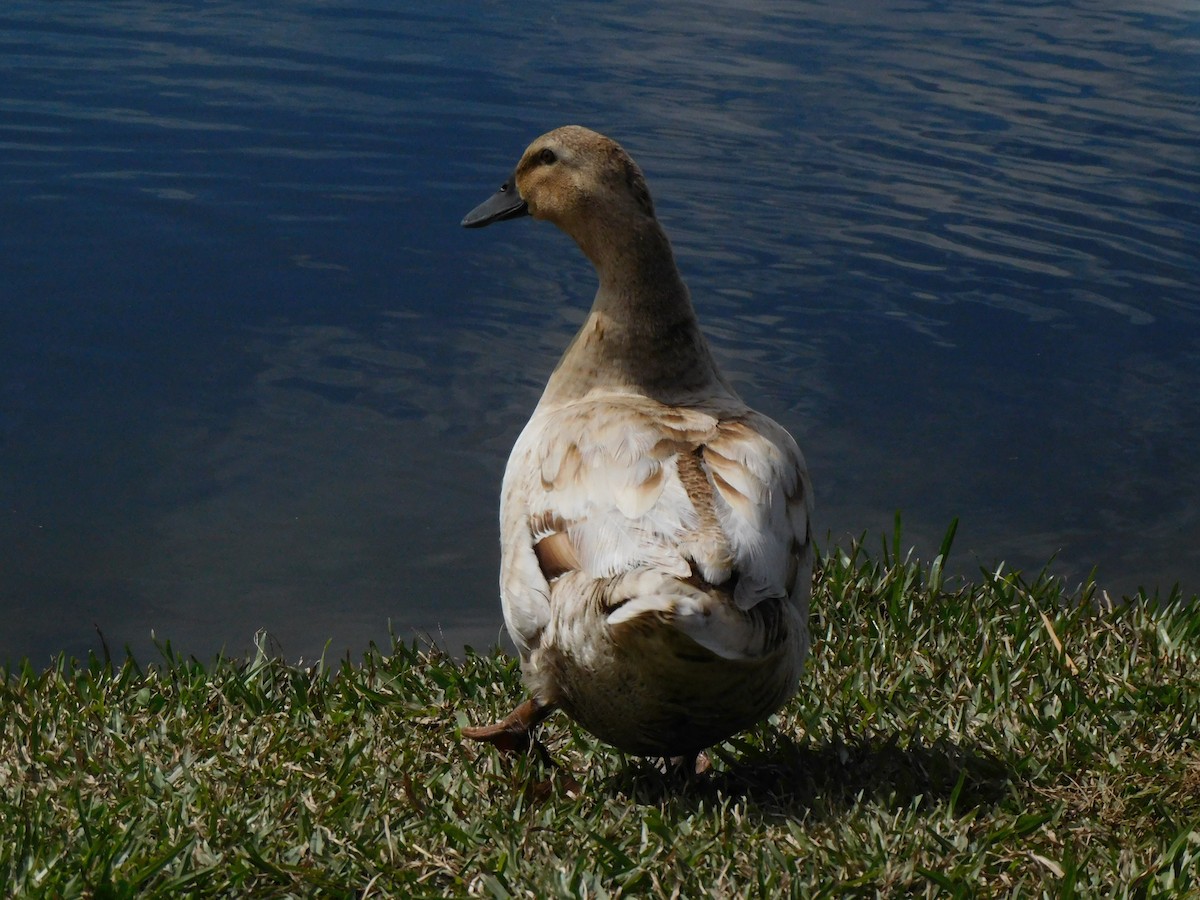 Mallard - ML631187536