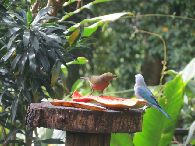 Blue-gray Tanager - ML631187634
