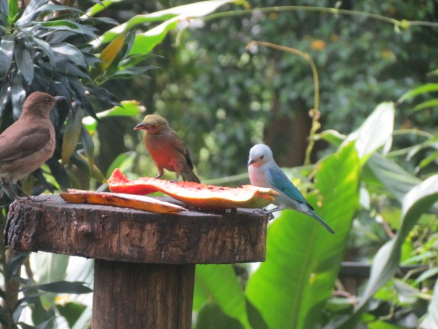 Palm Tanager - ML631187644