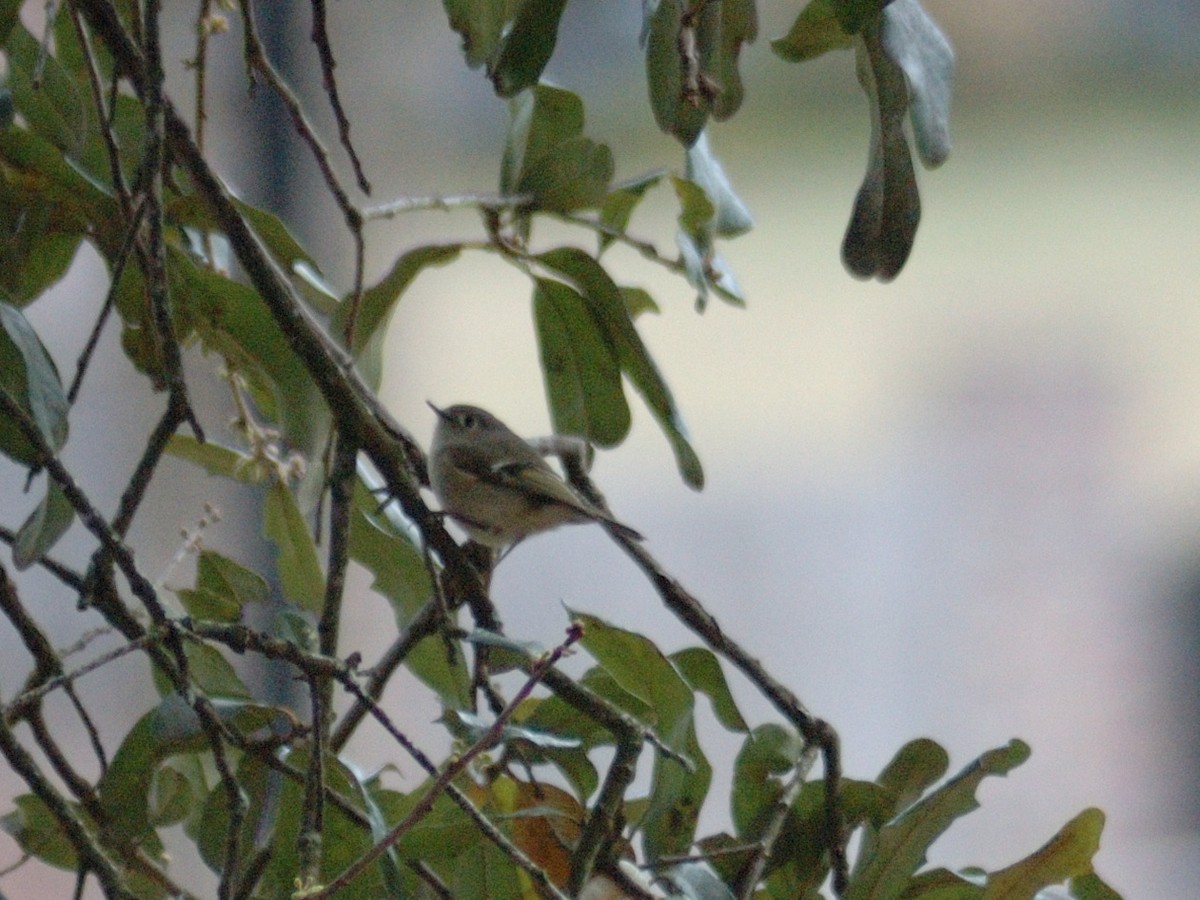 Ruby-crowned Kinglet - ML631187660