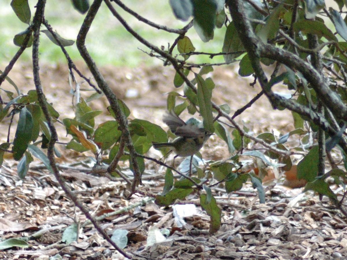 Ruby-crowned Kinglet - ML631187661