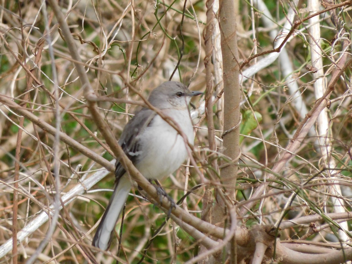 Northern Mockingbird - ML631187682