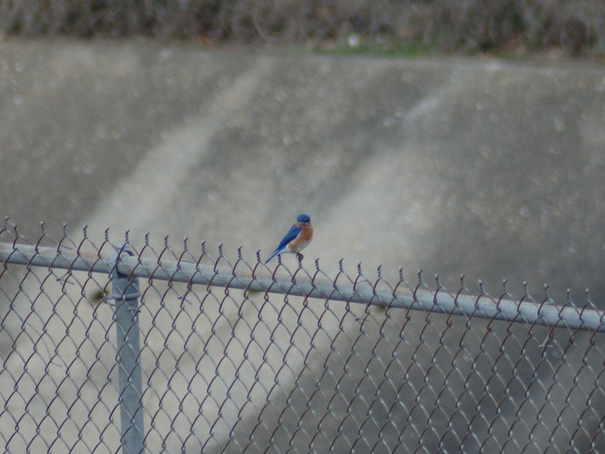 Eastern Bluebird - ML631187705