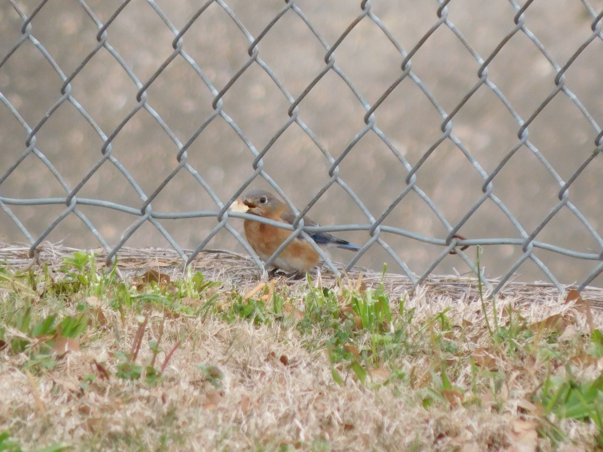 Eastern Bluebird - ML631187706